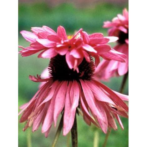 Rudbeckia pourpre 'Doubledecker' Godet de 8/9 cm (1/2)