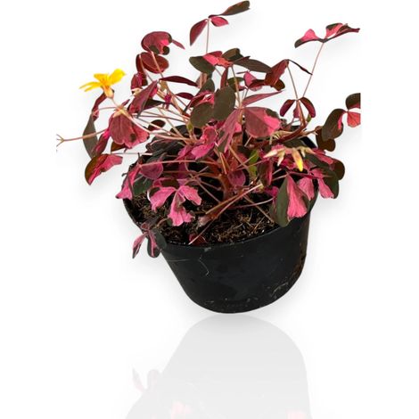 Gardenaria Oxalis triangularis variegata - Pianta da interno ornamentale - Altezza: 15 cm (vaso 10)