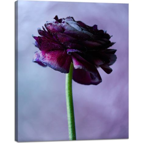 Stampa su tela Botanica Fiore viola 40x50 cm