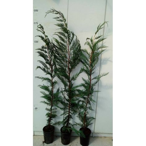 PIANTA DI CUPRESSUS LEYLANDII VASO 18 ALTEZZA 140/160 CM (foto reale)