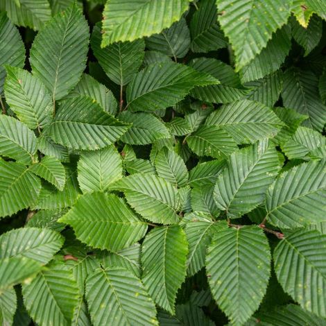 Charme commun - Carpinus betulus en Racines nues 40/50cm (1/4)