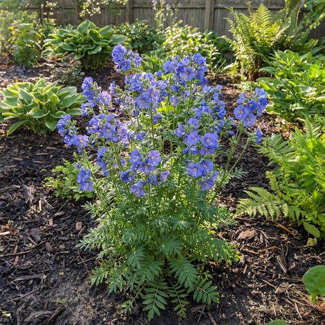 Bloomique - Lot de 3 - Polemonium Caeruleum 'Bambino Blue' - Échelle de Jacob - Floraison abondante - Rustique - Vivace - Hauteur 10-20 cm - Pot 9 cm