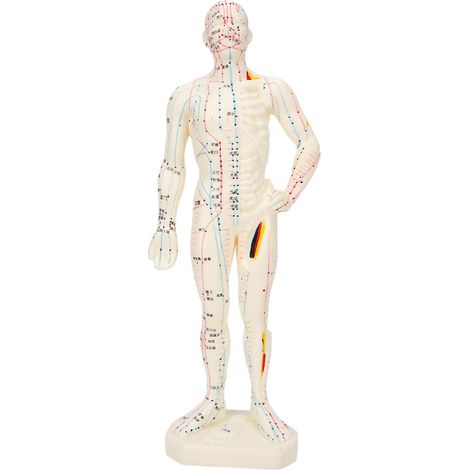 Modèle anatomique d'acupuncture et de moxibustion, modèle de point d'acupuncture de 26 cm, modèle de ventouses, modèle anatomique en silicone des méridiens humains.