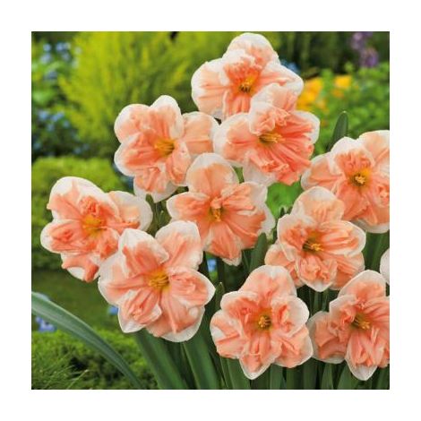 NARCISSE APRICOT WHIRL - 5 BULBES