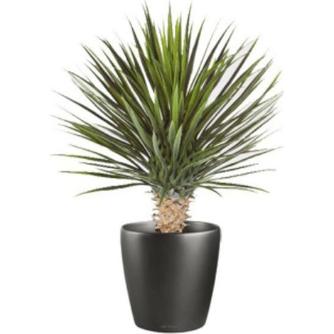 75cm Artificial Dracaena Plant