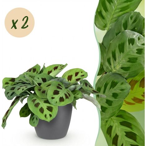 Lot de 2 Maranta Fascinator Kerchoveana - Plante Zèbre d'Intérieur - Pot Gris 12 cm - H 25 cm - PANGIVO (1/5)