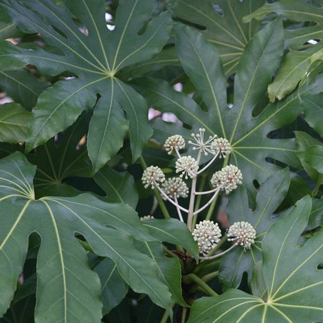 Fatsia du Japon - Fatsia japonica - 40-60 cm pot