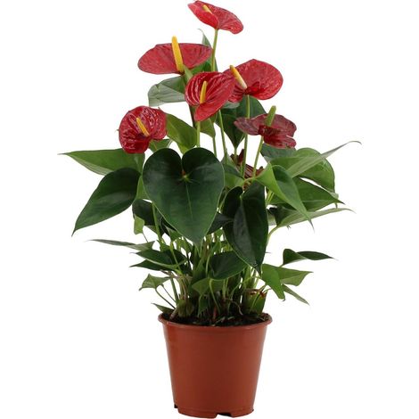 Anthurium rouge plante fleurie d’intérieur feuillage décoratif sleeve transparente pot 14 cm hauteur 43 cm - PANGIVO