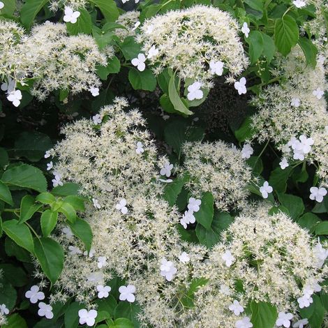 Hortensia grimpant/Godet - 5/10 cm