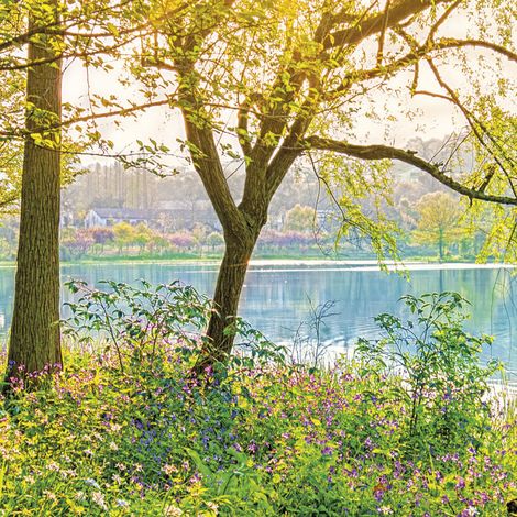 Komar Spring Lake 368 x 254 cm, Papier peint panoramique 8-524, photomurale sur intissé (1/4)