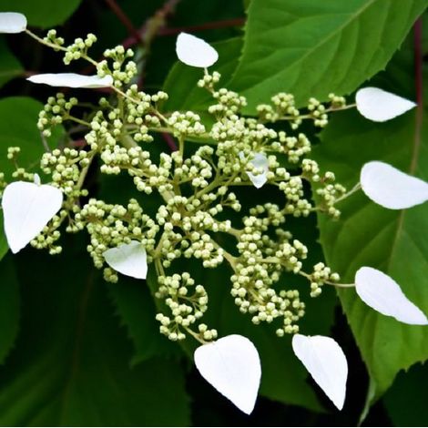 Hydrangea du Japon - Schizophragma hydrangeoides  - 60-80 cm pot (1/4)