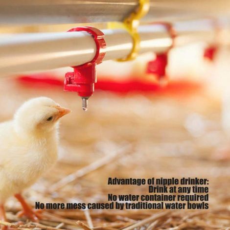 20 Abreuvoir à tétine,Acier inoxydable et plastique,R1/8,Pivotant 360°,Pour poules et canards (1/4)