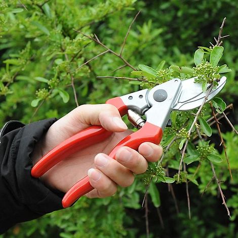 Filiyano-Sécateur pour gaucher à lame tranchante 25 mm x 210 mm x 65 mm (1/3)