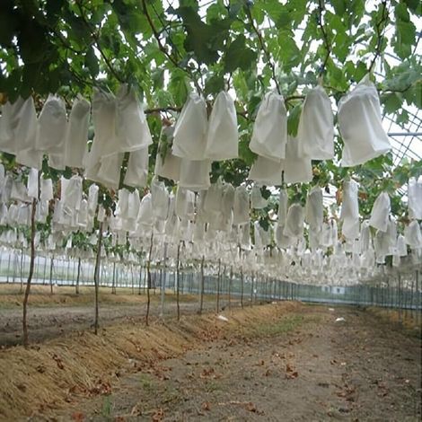 Schutznetze für Obst, Packung mit 100 wetterfesten, insektendichten und atmungsaktiven Netzsäcken, ideal für Gemüsegärten und Obstplantagen, Gartennetz. (1/4)