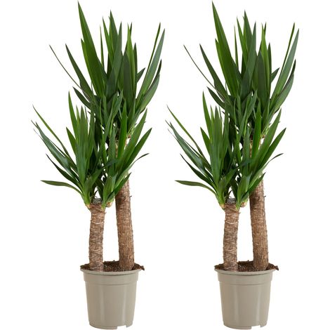 Bloomique - Lot de 2 - Yucca Elephantipes - Lis des palmiers - Plantes d'intérieur - Purifiant l'air - Facile d'entretien - Pot 21cm - Hauteur 80-90 cm
