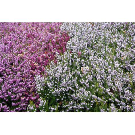 OFFERTA 3 ERICA DARLEYENSIS COLORI ASSORTITI VASO 11CM (1/3)