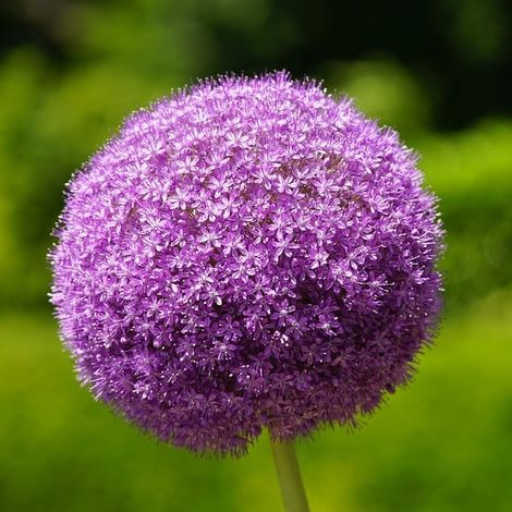 4 x Ail d'ornement - Allium 'Ambassador' - godet 9x9 cm (1/5)