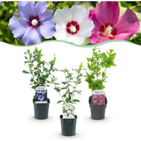 Hibiscus syriacus Tricolore Arbuste de Jardin Fleurs Rose Blanc Bleu Lot de 3 Pot 17cm H45cm - PANGIVO (1/5)