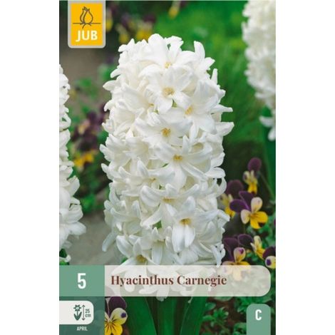 5 bulbes de Jacinthes Carnegie Blanc