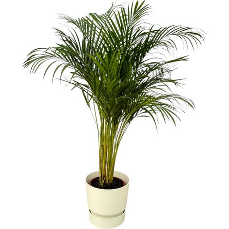 Palmier Areca Chrysalidocarpus Plante d'Intérieur avec Pot Blanc H130 cm - PANGIVO