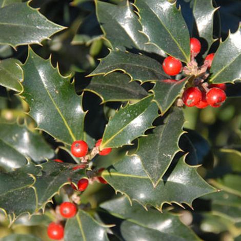 Houx - Ilex aquifolium 'Alaska' - 40-60 cm pot (1/4)