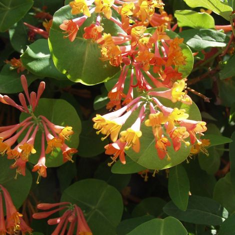 Chèvrefeuille grimpant 'Gold Flame' - 50-60 cm pot