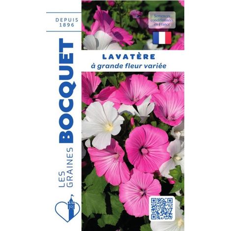 Lavatère à grande fleur varié - 2g