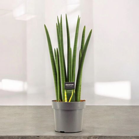 Gardenaria Sansevieria cylindrica 'Rocket' - Pianta da interno ornamentale - Altezza: 55 cm (vaso 17)