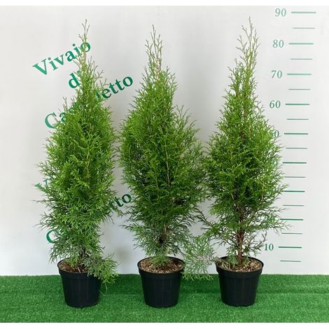 Tuia smeraldo "Thuja occidentalis Smaragd" 24 piante da siepe sempreverdi in vaso ø14 cm h. 50/60 cm