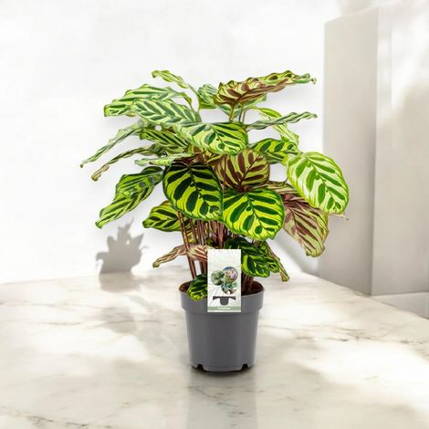 Gardenaria Calathea makoyana - Pianta da interno ornamentale - Altezza: 45 cm (vaso 14) (1/5)