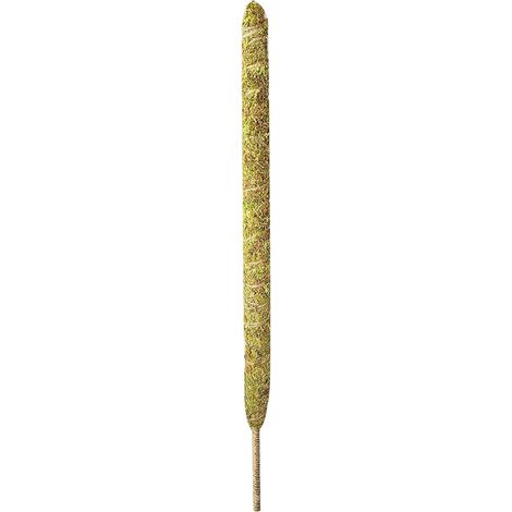 Tuteur en Mousse pour Plantes Grimpantes - Support Flexible pour Monstera et Plantes d'Intérieur (1/5)