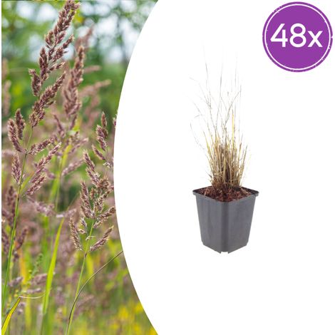 Calamagrostis brachytricha Herbe Diamant Lot de 48 Graminées Ornementales 10-25 cm Pot Ø 9 cm - PANGIVO (1/5)