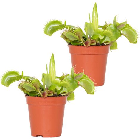 Bloomique - Lot de 2 - Dionaea Muscipula - Plante Carnivore - Facile d’entretien - 05-10 cm
