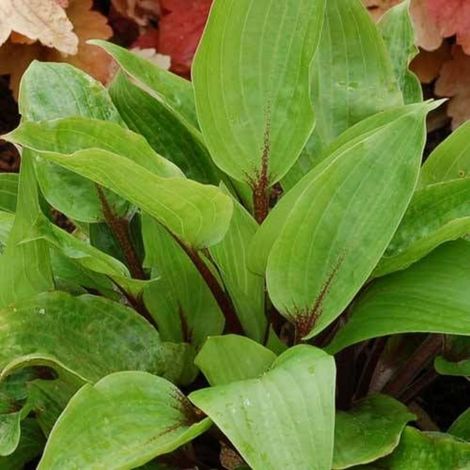 Hosta Purple Heart/Godet