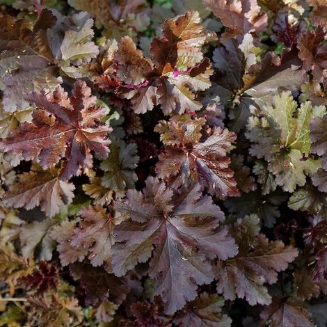 4 x Heuchère  - Heuchera 'Chocolate Ruffles'  - godet 9x9 cm