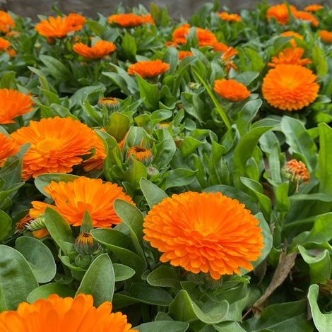 200 Graines de Souci – Calendula Officinalis Pacific Beauty, Semis Rapide, Jardin et Balcon Décoratif (1/5)