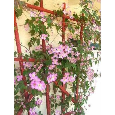Clématite des montagnes 'Tetrarose' Pot de 2L/3L