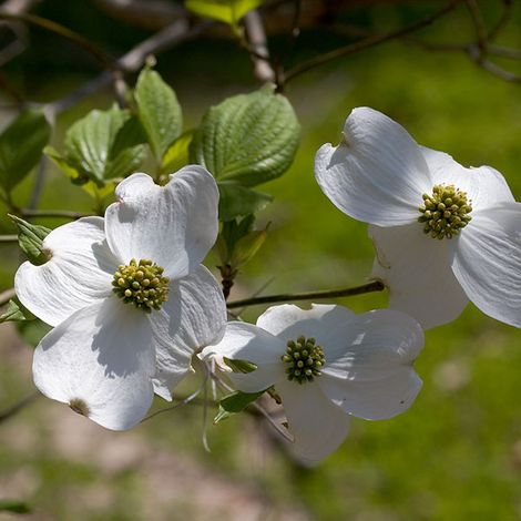 Cornouiller à grandes fleurs - Cornus florida  - 50-60 cm pot
