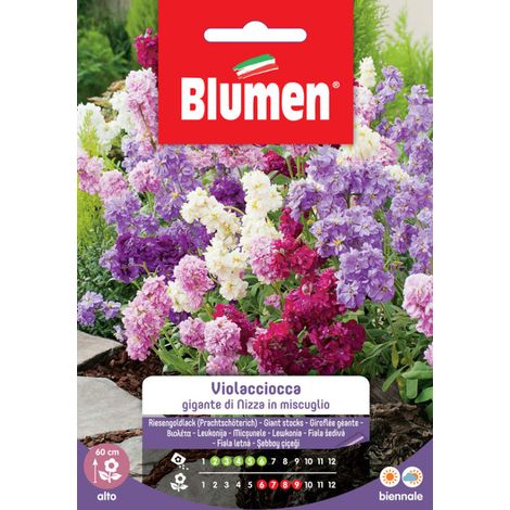 Blumen. Semi di Violaciocca gigante di Nizza