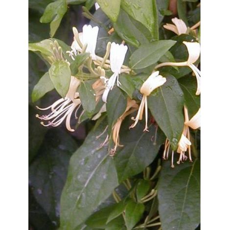 Chèvrefeuille similis delavayi Pot de 2L/3L