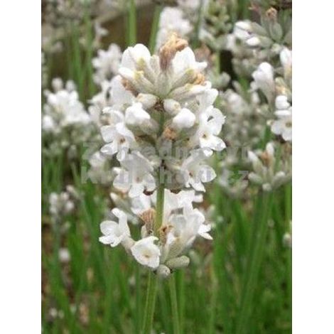 Lavande vraie 'Hidcote White' le sachet de 100 graines (0,1g) (1/2)