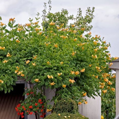 Bignonia "Campsis radicans" pianta in vaso ø18 cm h. 170/200 cm - Varietà: Gialla "Yellow trumpet"