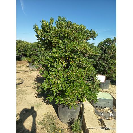 PITTOSPORUM TOBIRA CESP.60 Lt.70
