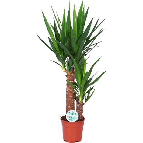 Yucca - Plante Verte d'Intérieur Décorative et Purificatrice - Pot Ø 17 cm - Hauteur 80 cm - PANGIVO (1/4)