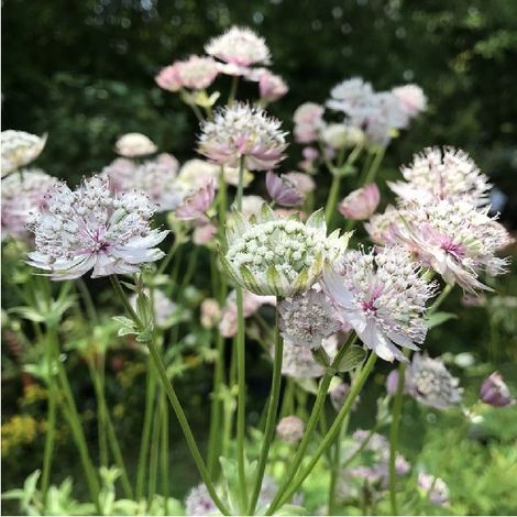 4 x Grande Astrance  - Astrantia major 'Buckland'  - godet 9x9