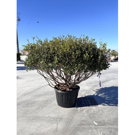 OSMANTHUS X BURKWOODII MULTITRONCO 80