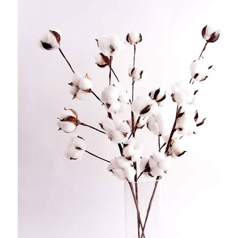 Fleurs séchées, fleurs de coton séchées, fleurs de simulation de branche de Kapok à 10 têtes, fleurs de coton séchées, décoration de salon (6 bâtons) (1/5)