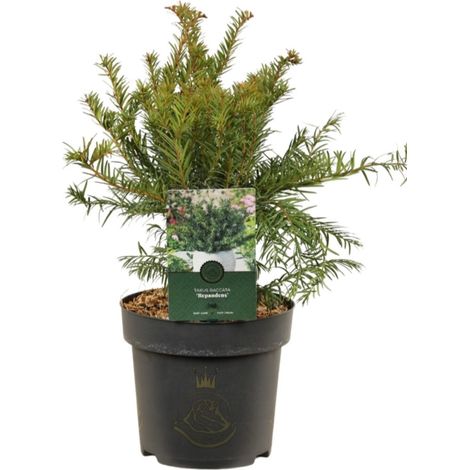 If commun Repandens - Taxus baccata Repandens 25/35cm Pot 2,5L