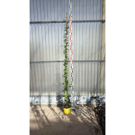 Chèvrefeuille Lonicera Caprifolium Jaune Pot 18 cm Grimpante Volubile (1/3)