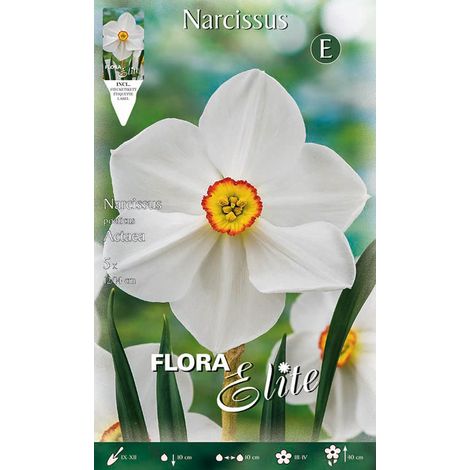 BULBI AUTUNNALI NARCISO POETICUS ACTAEA CONFEZIONE DA 5 BULBI BULBS BULBES